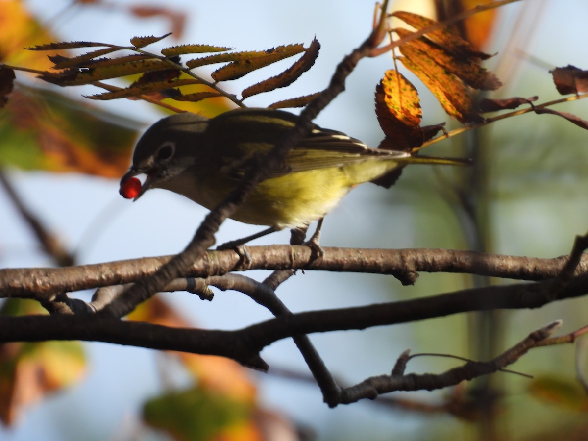 Graukopfvireo - ML642703189