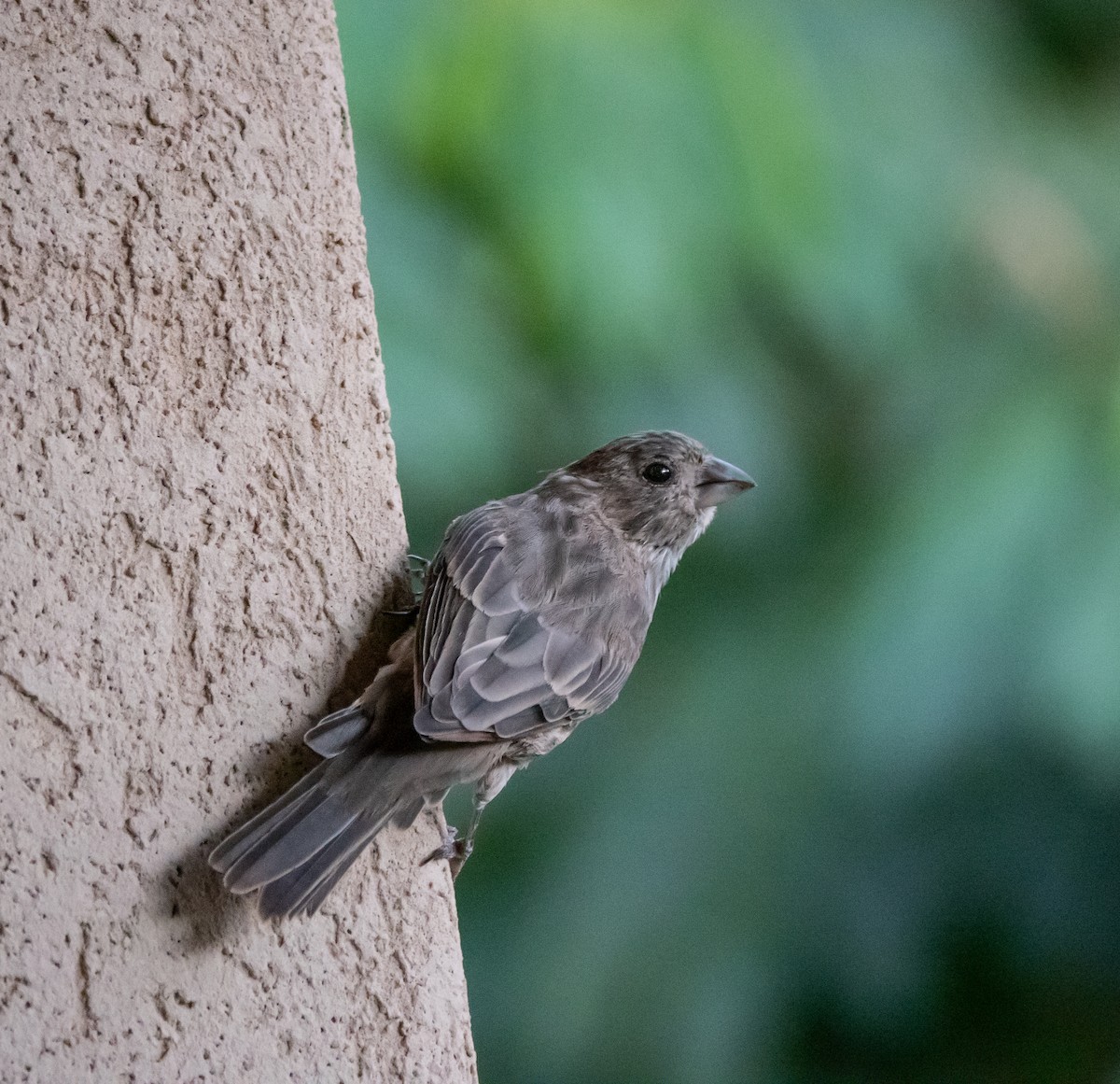 House Finch - ML642703195