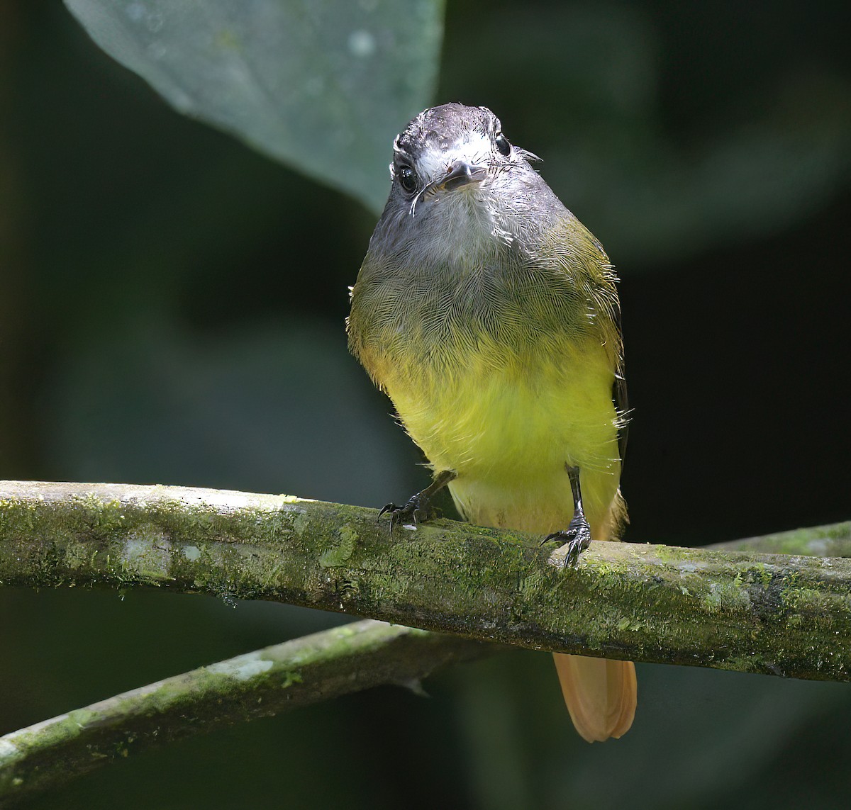 Schmucktyrann (phoenicurus/aureiventris) - ML642703199
