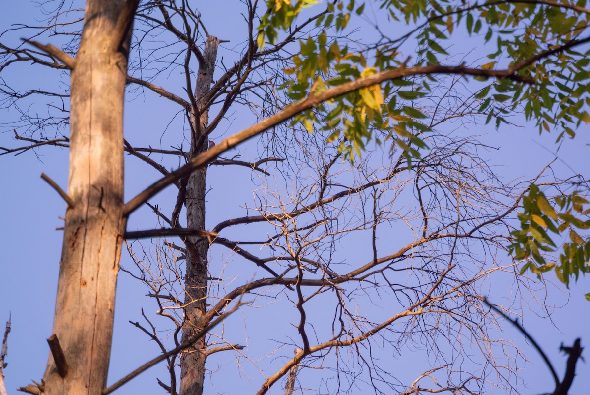 Red-bellied Woodpecker - ML642703227