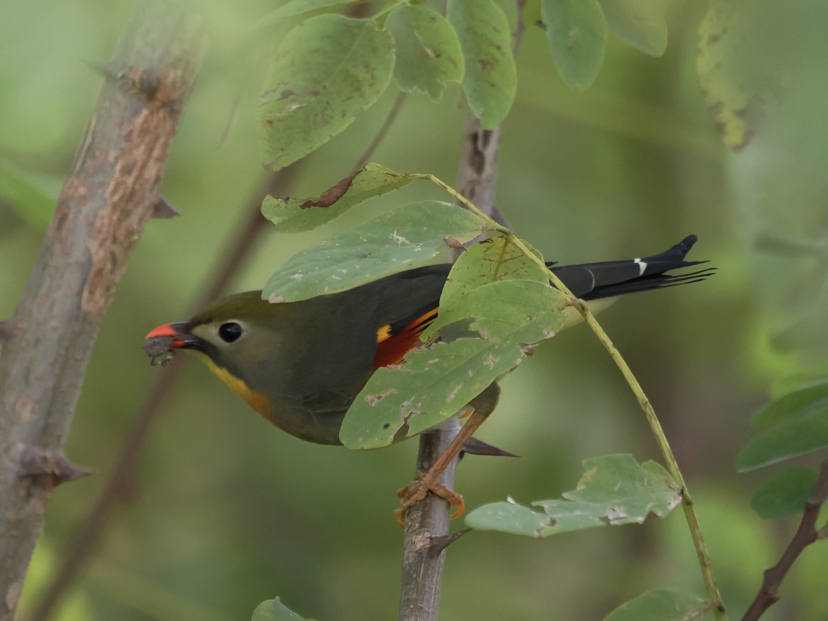 Red-billed Leiothrix - ML642703230