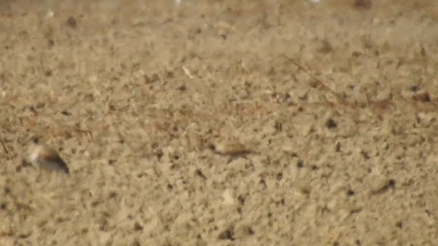Little Bustard - ML642703234