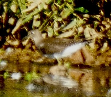 Solitary Sandpiper - ML642703243