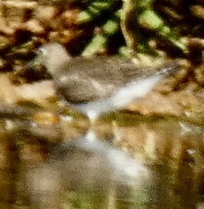 Solitary Sandpiper - ML642703244