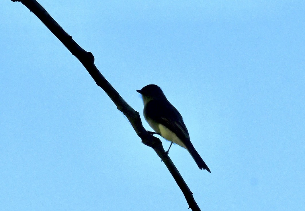 Eastern Phoebe - ML642703249