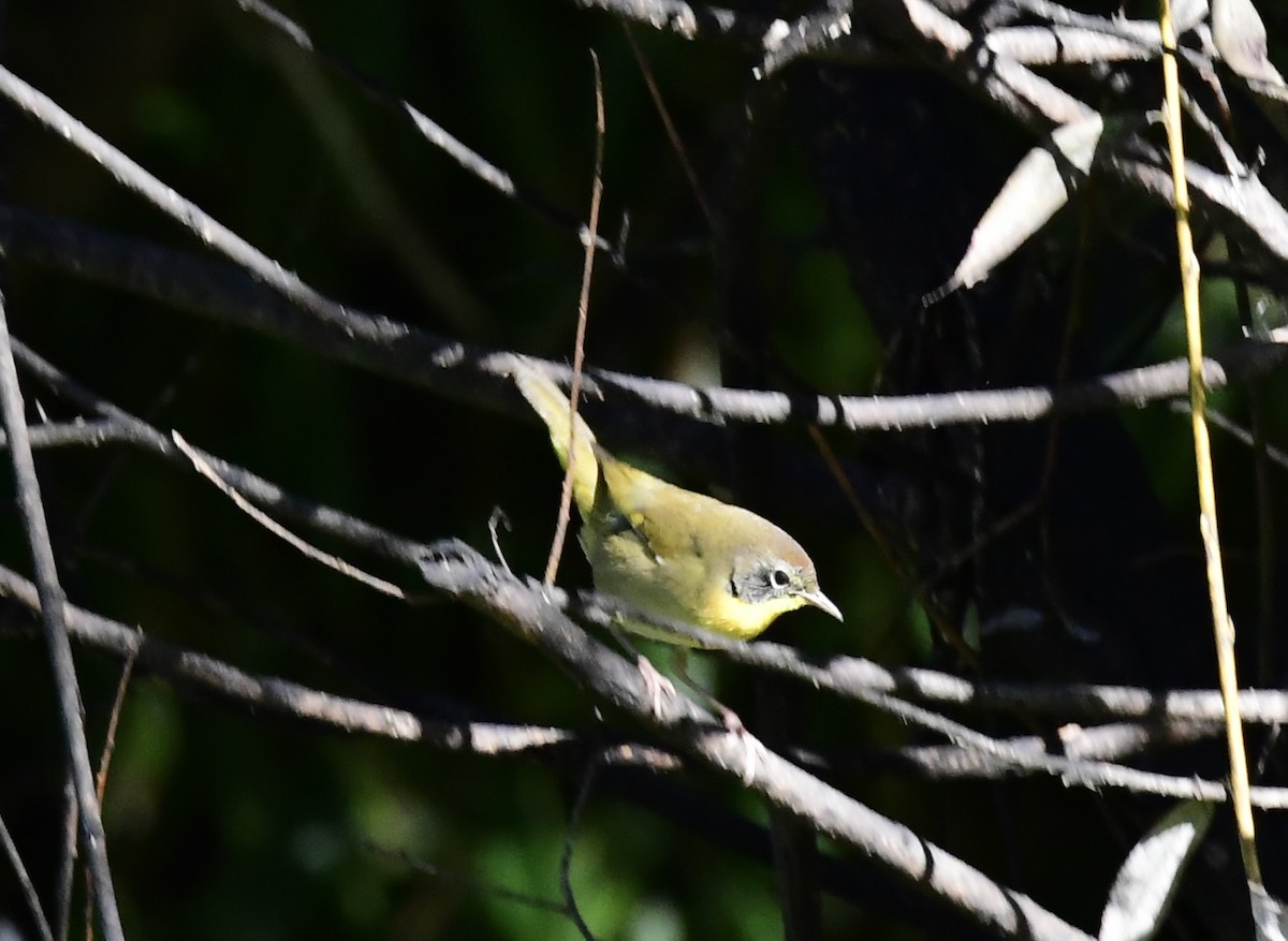 Common Yellowthroat - ML642703254