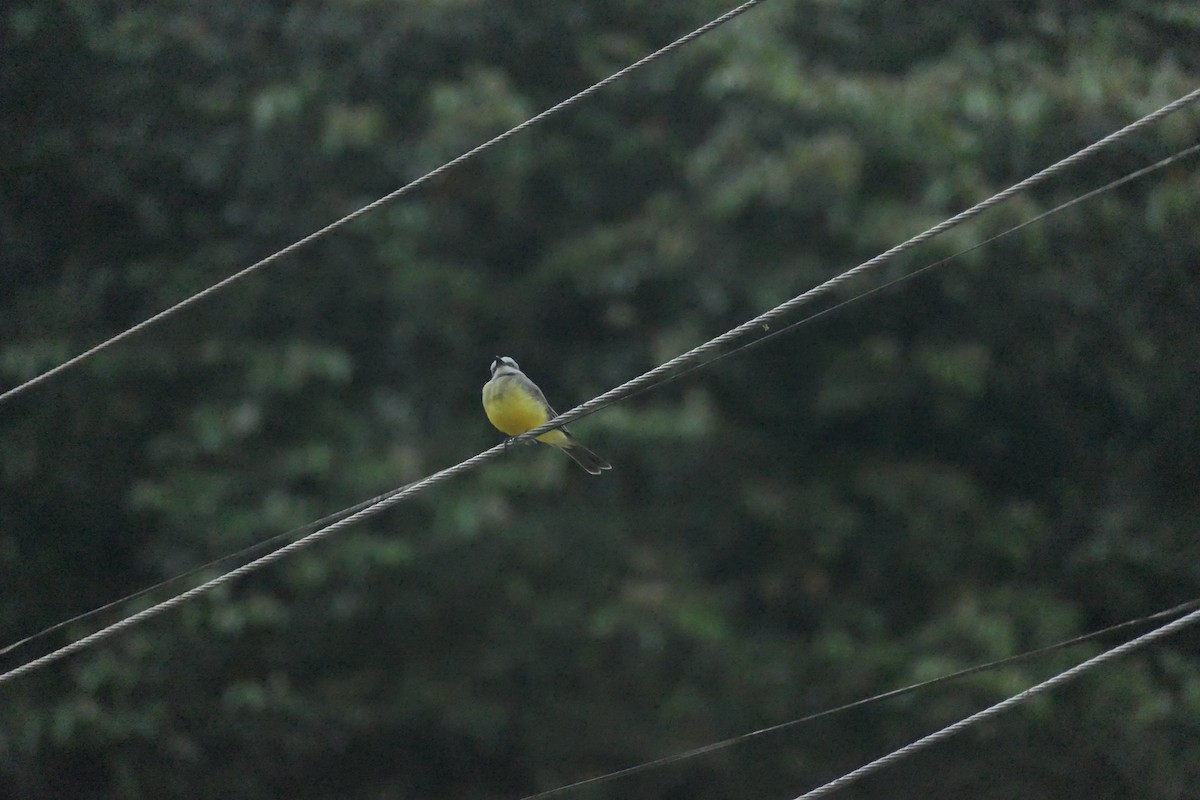 Tropical Kingbird - ML642703255