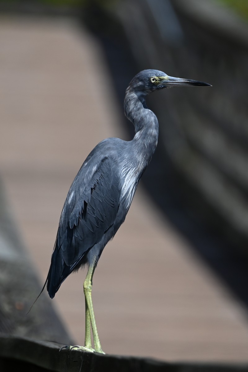 Little Blue Heron - ML642703257