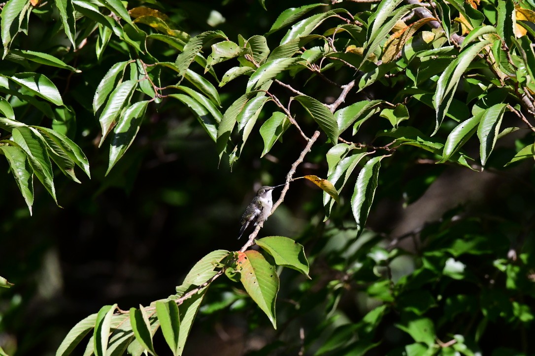 Ruby-throated Hummingbird - ML642703270