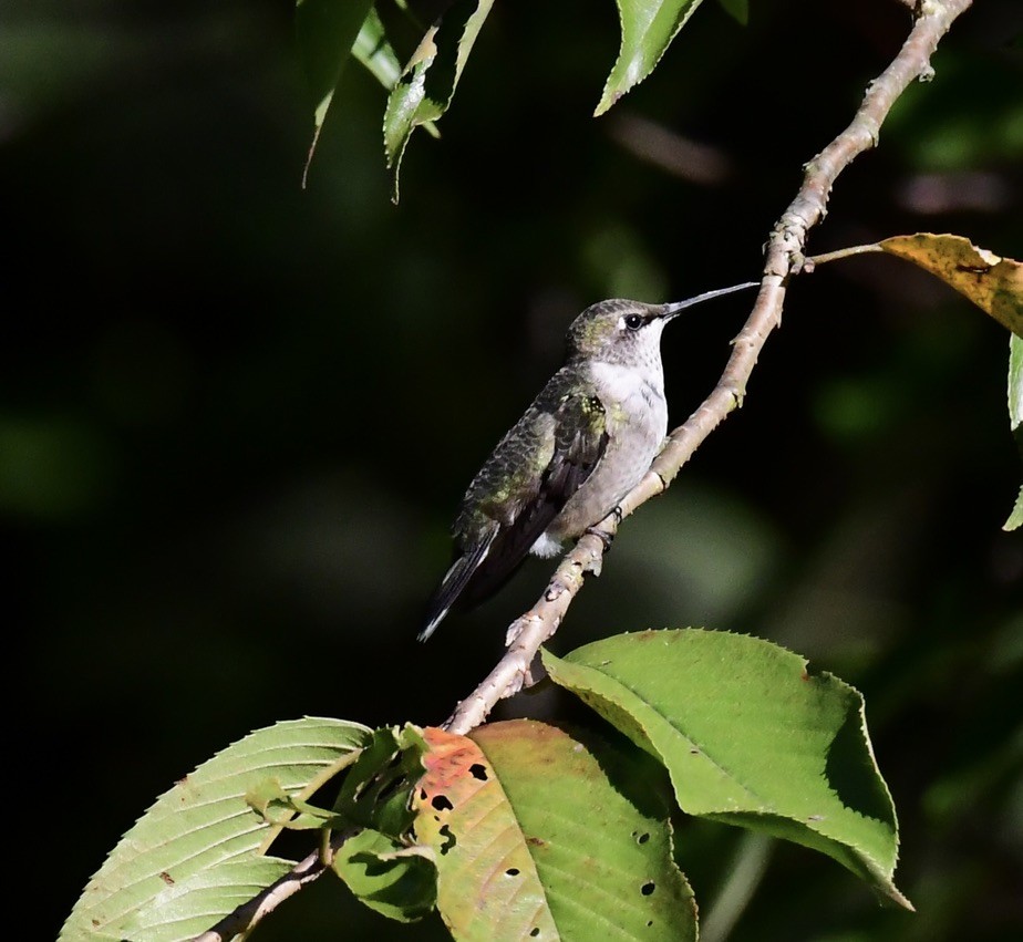 Ruby-throated Hummingbird - ML642703273