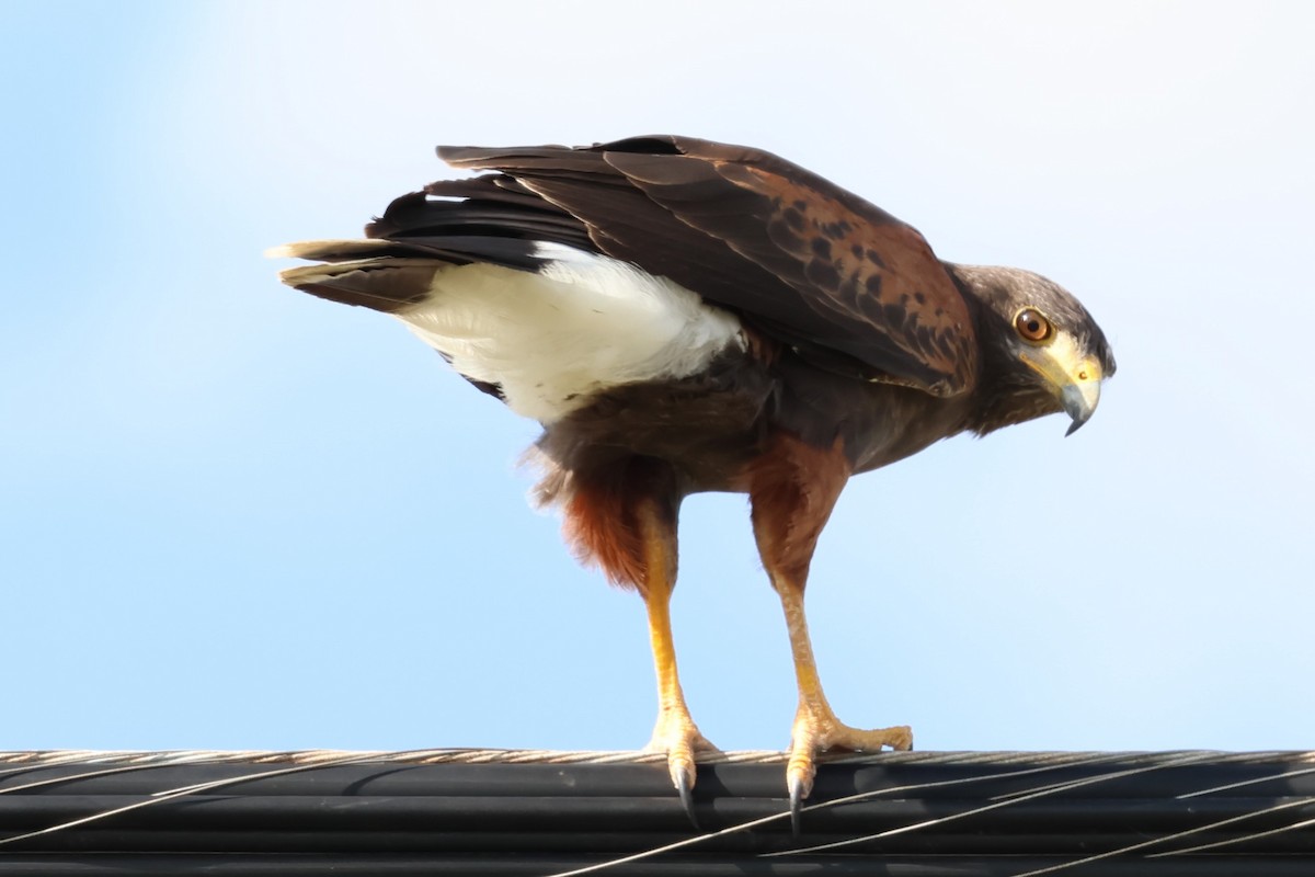 káně Harrisova - ML642703290