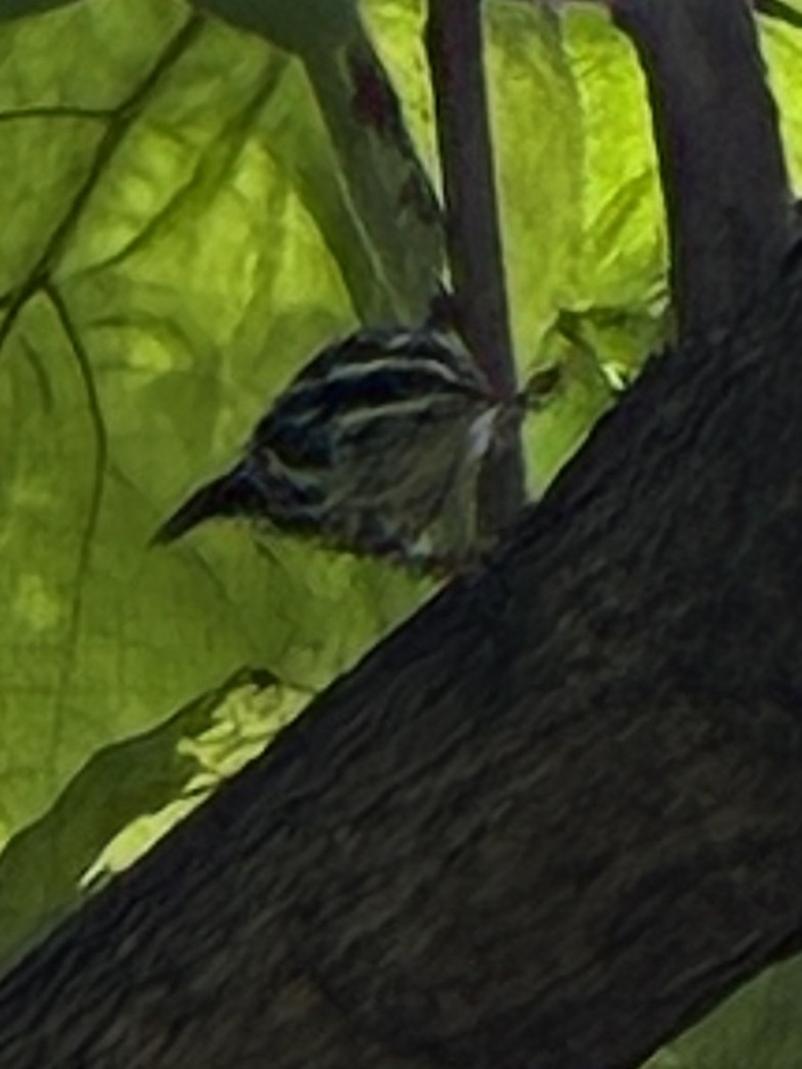 Black-and-white Warbler - ML642703292