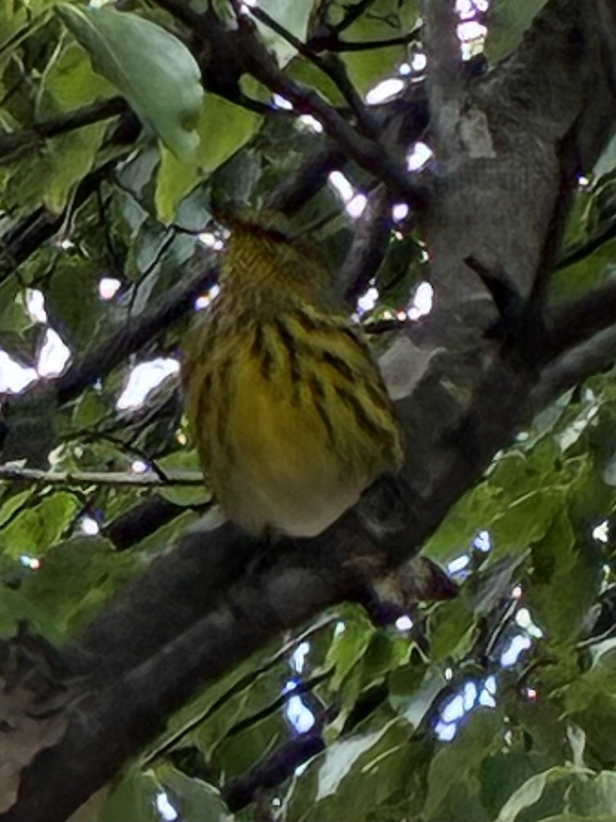 Cape May Warbler - ML642703299