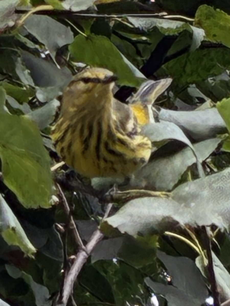 Cape May Warbler - ML642703300