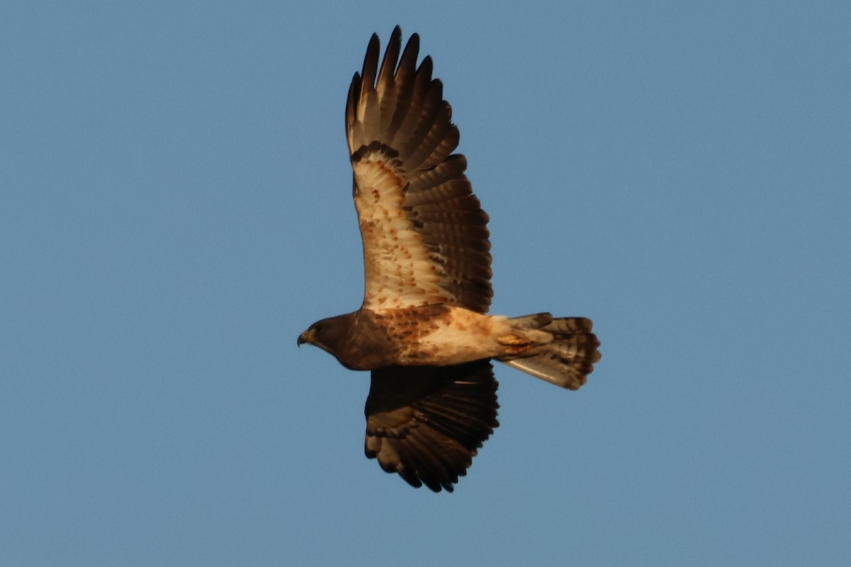 Sivri Kanatlı Şahin - ML642703307