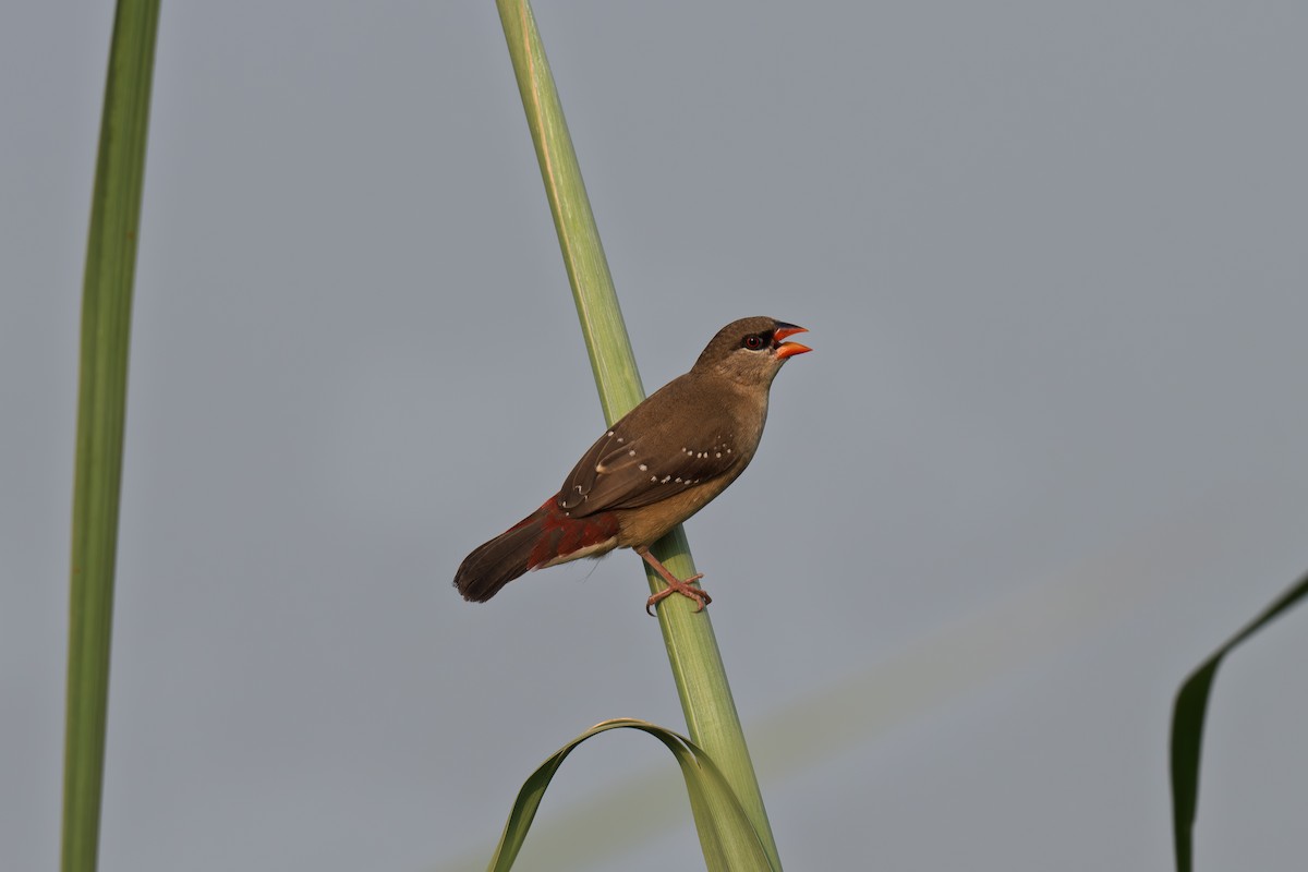 Kırmızı Avadava - ML642703312