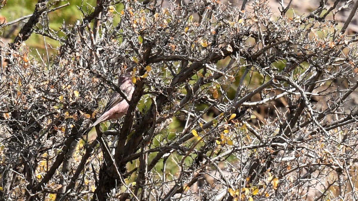 Pembe Sırtlı Çütre - ML642703318
