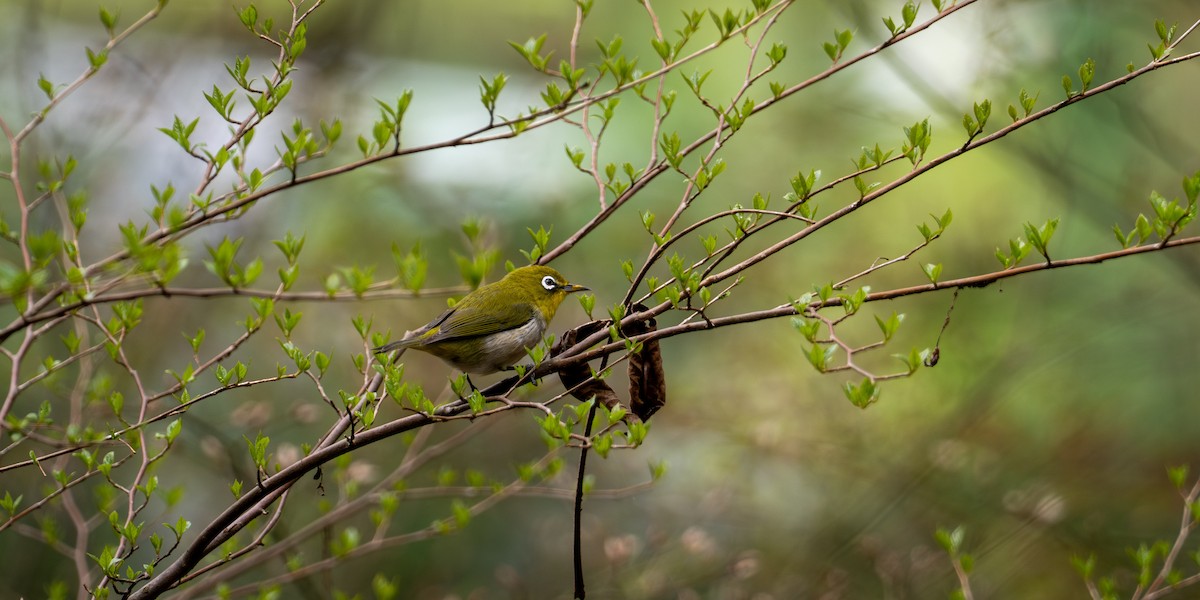 Warbling White-eye - ML642703347