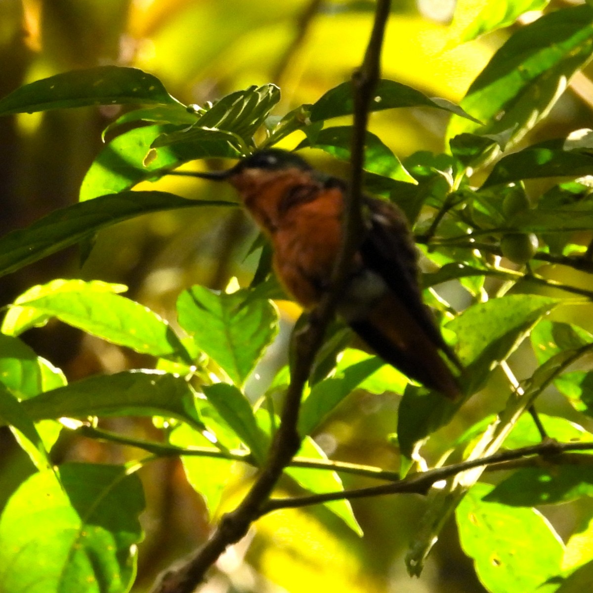 rubinkolibri - ML642703350