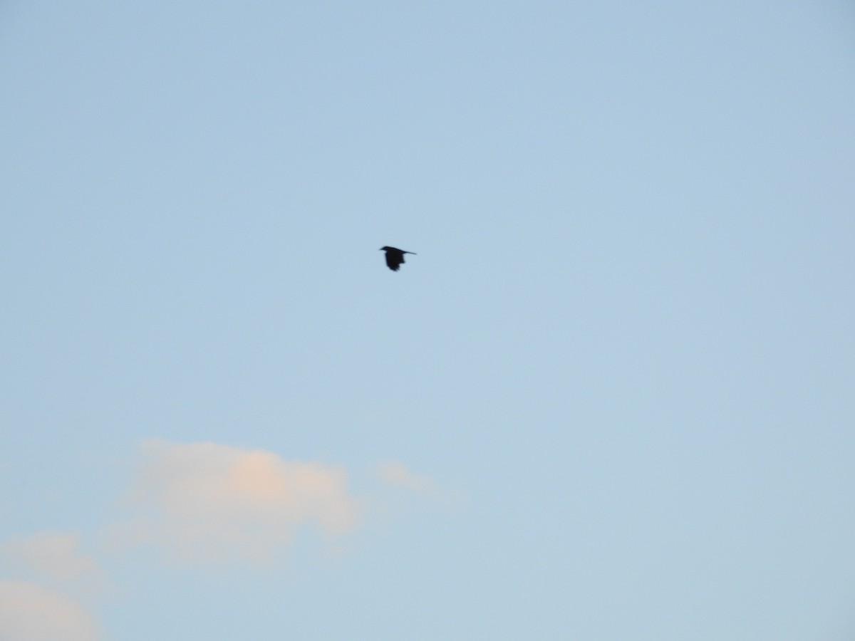 Torresian Crow - ML642703370