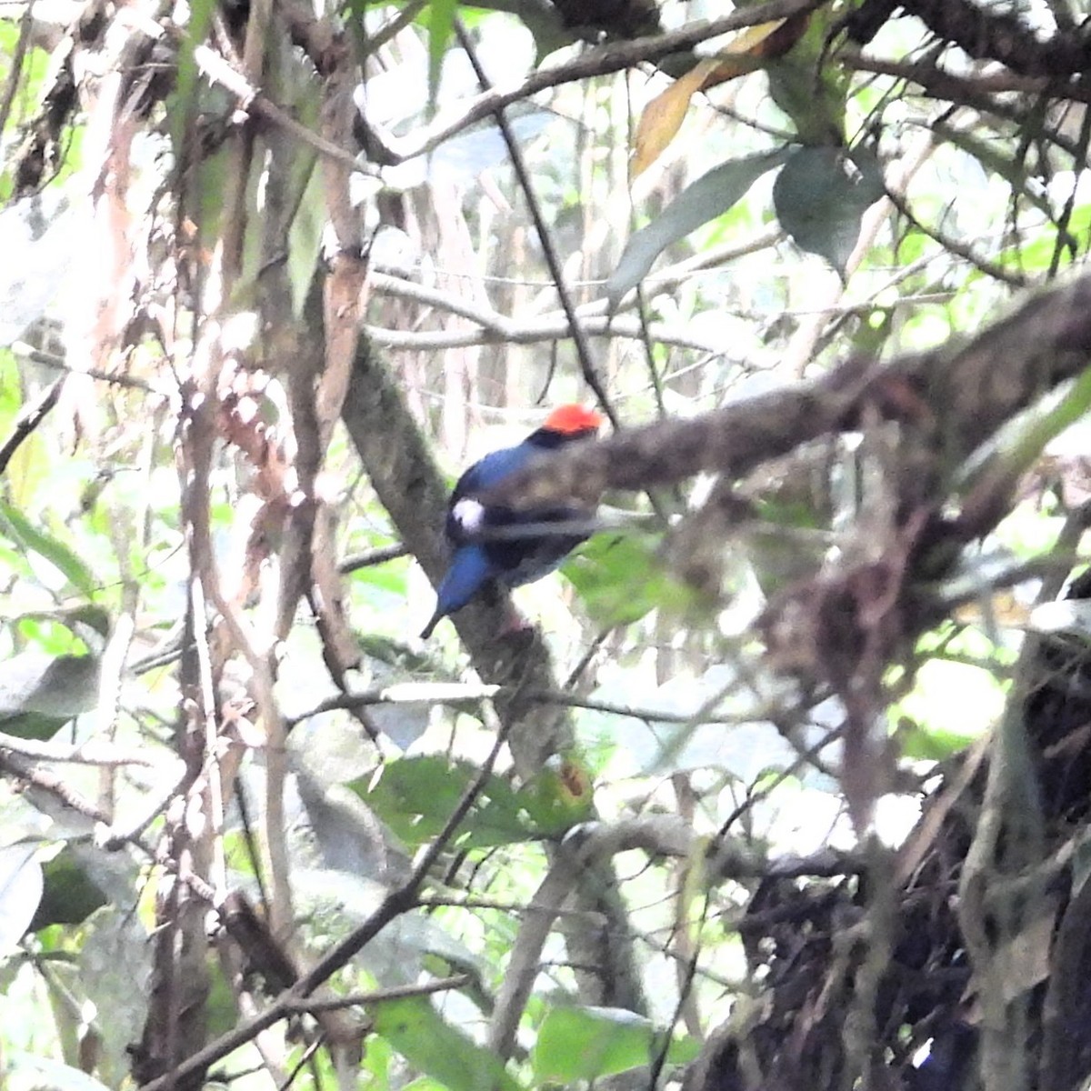 blåmanakin - ML642703378
