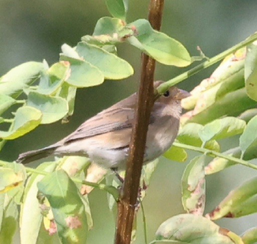 Indigo Bunting - ML642703380