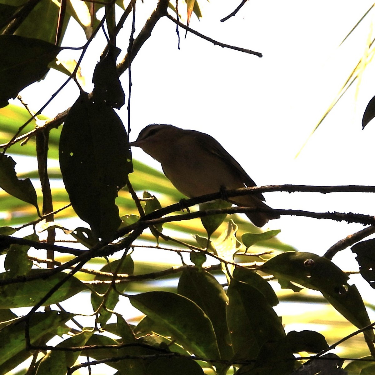brunøyevireo - ML642703407