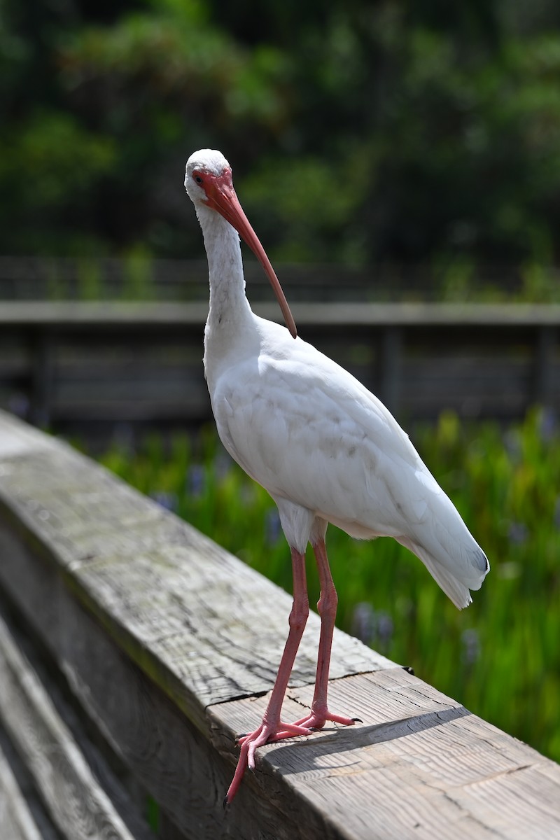 White Ibis - ML642703436