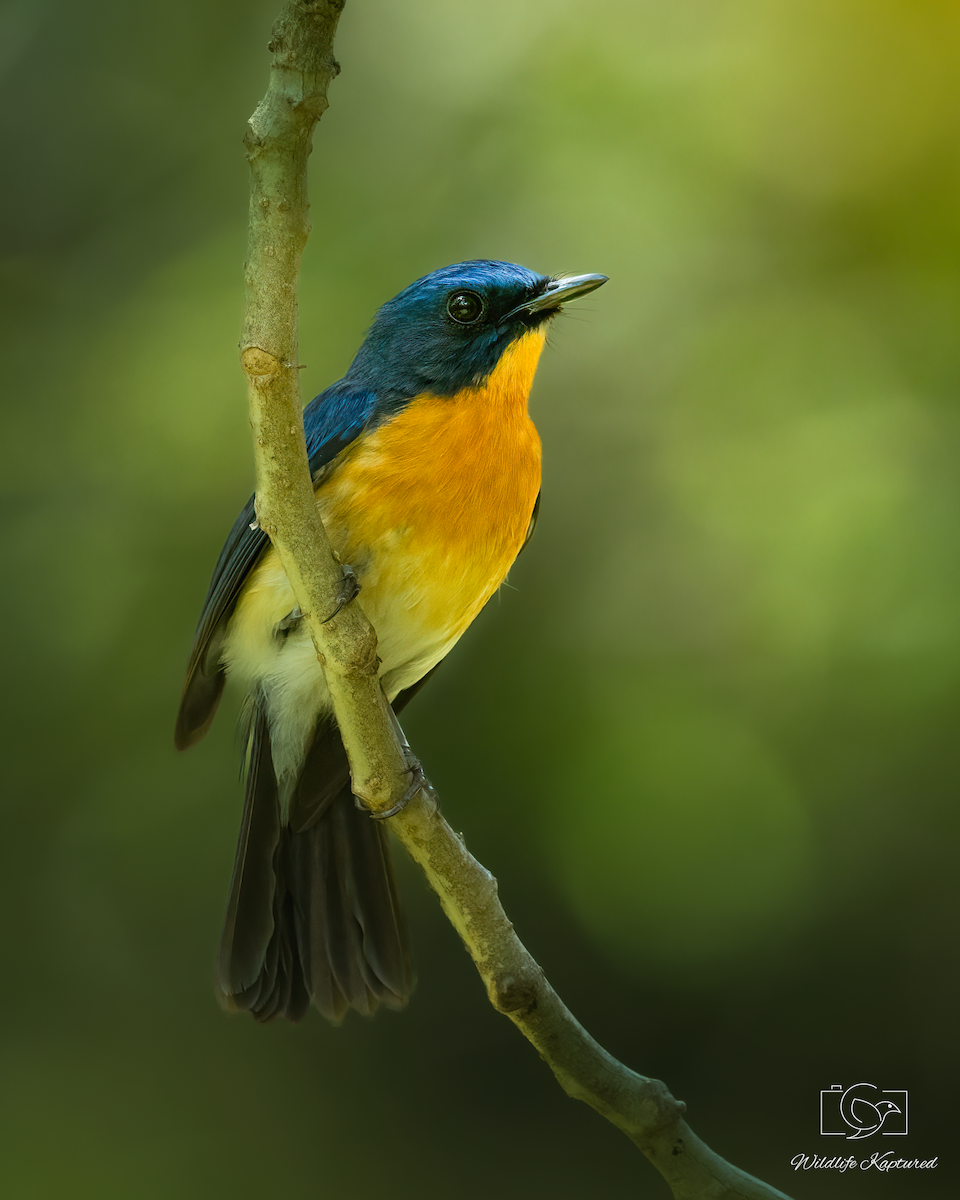 Tickell's Blue Flycatcher - ML642703460
