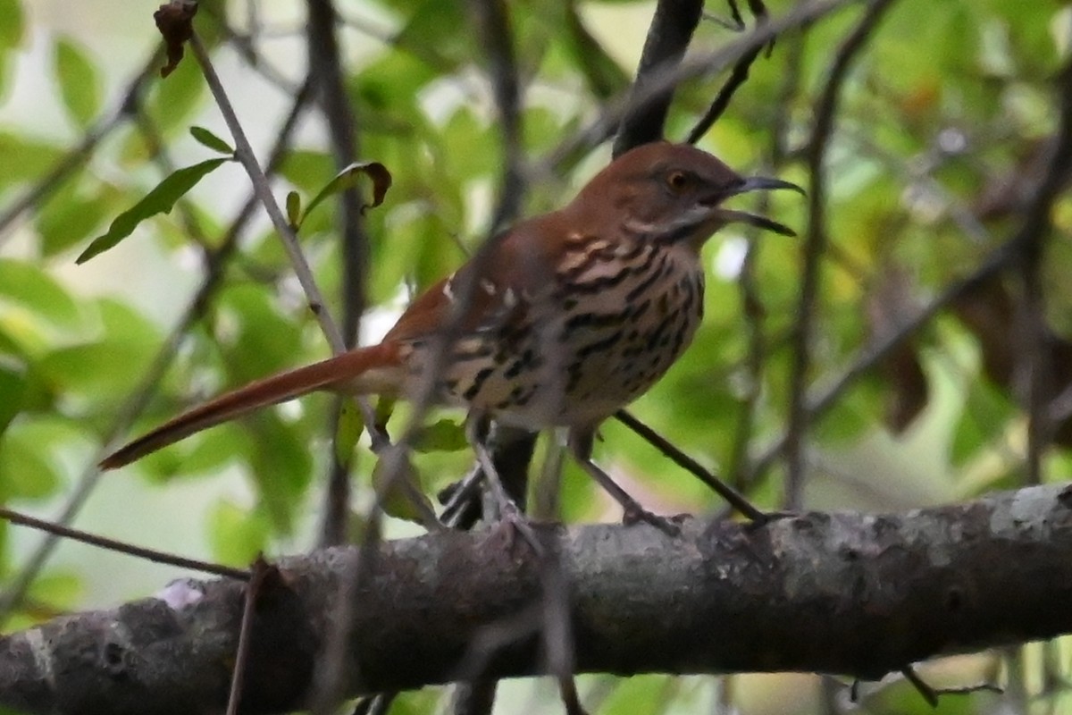 Brown Thrasher - ML642703463