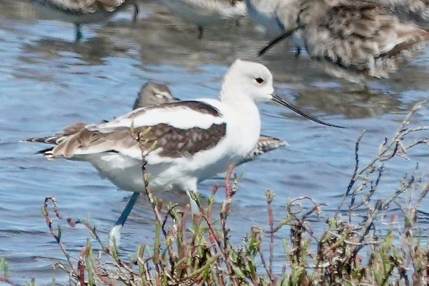 Avoceta Americana - ML642703475