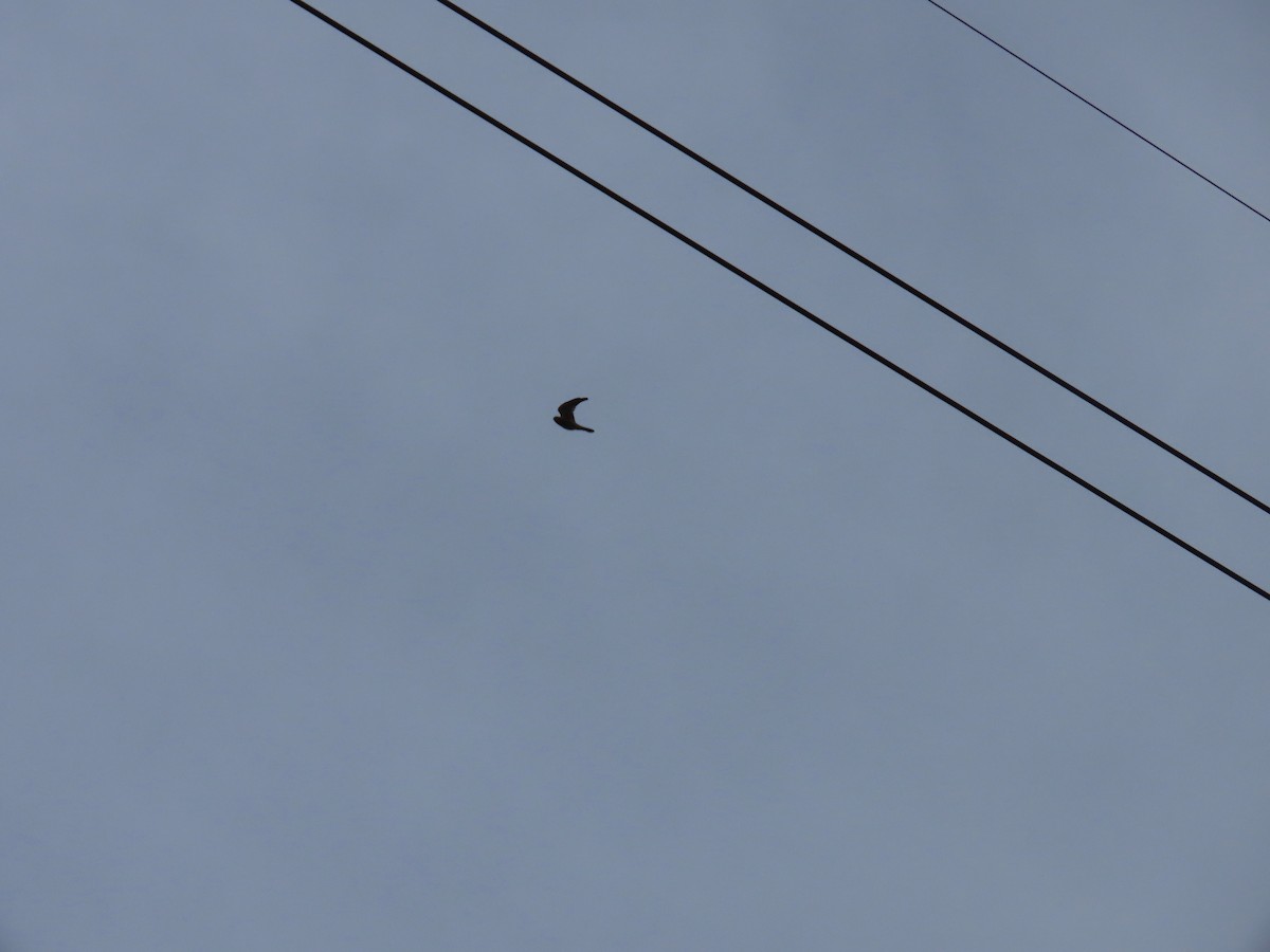 American Kestrel - ML642703485