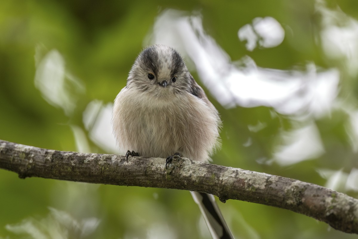 Long-tailed Tit - ML642703495