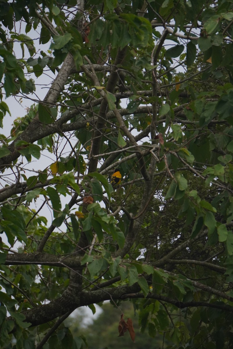 Black-hooded Oriole - ML642703499