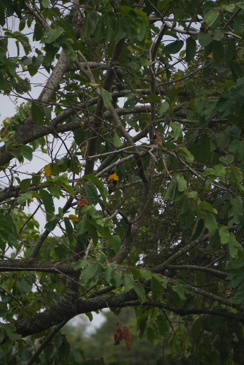 Black-hooded Oriole - ML642703500