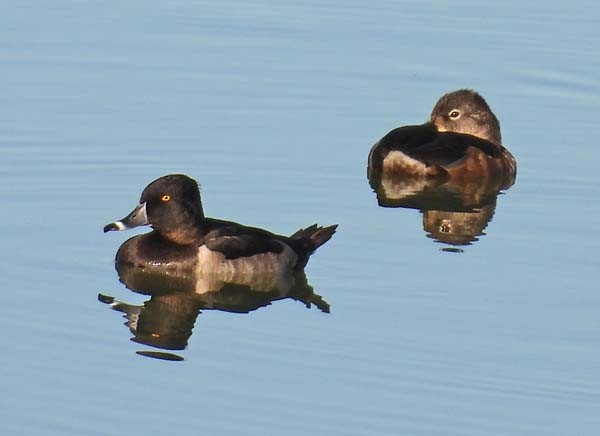 Ring-necked Duck - ML642703515