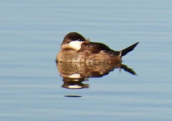 Ruddy Duck - ML642703519