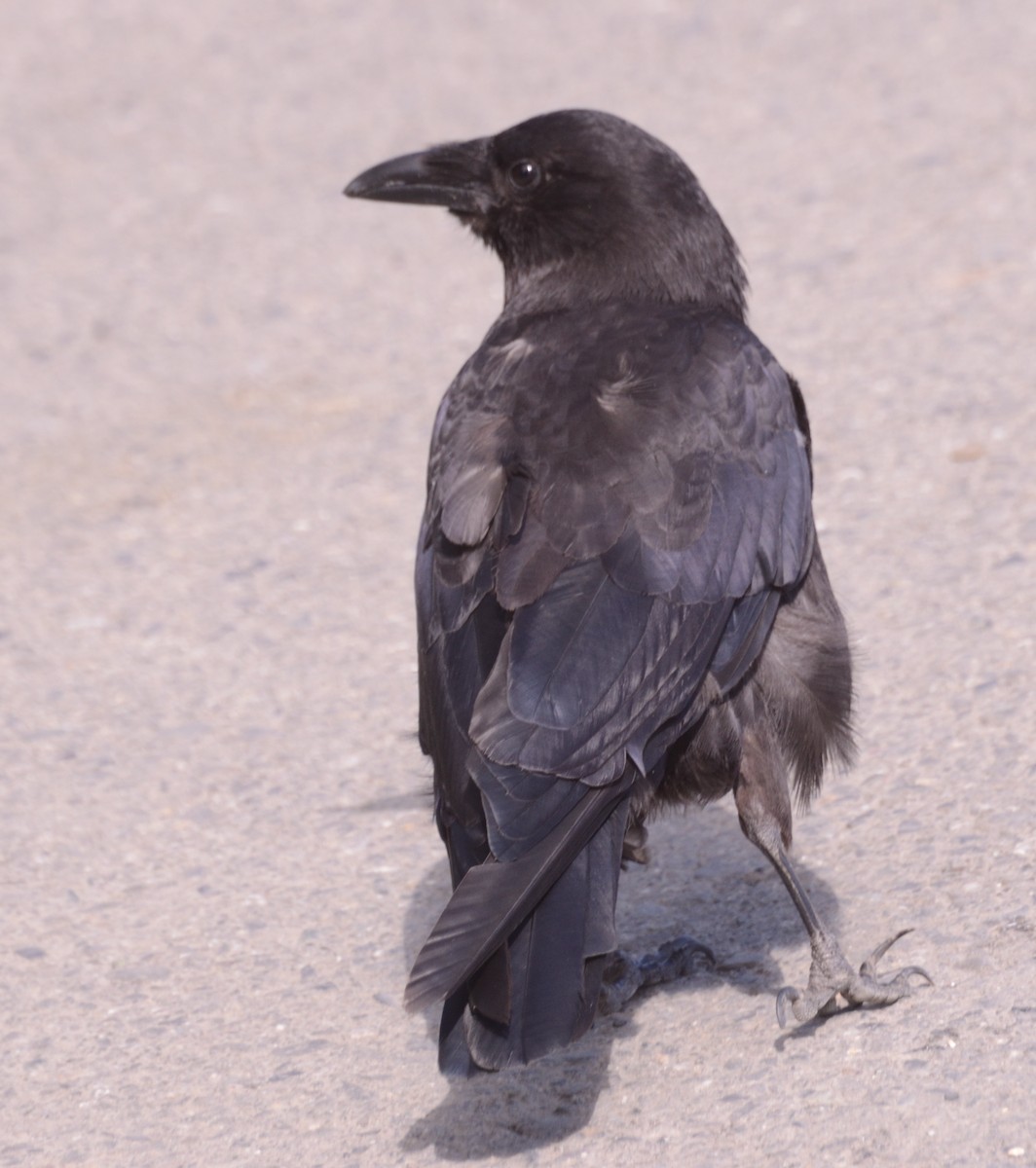 American Crow - ML642703520