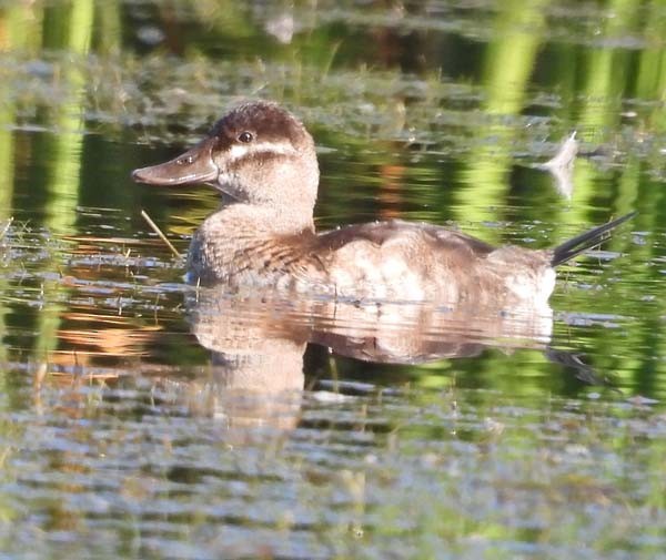 Ruddy Duck - ML642703523
