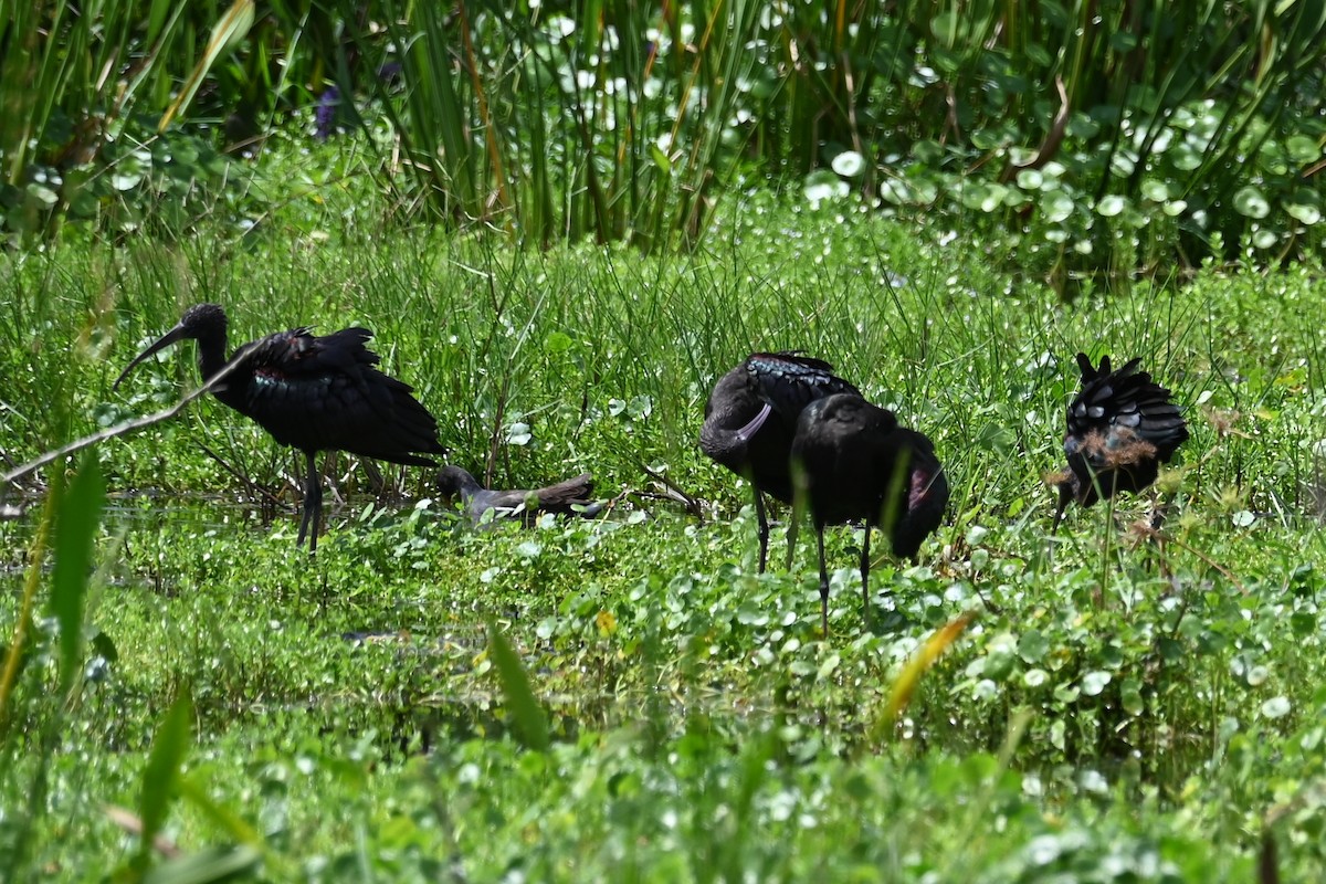 Glossy Ibis - ML642703533