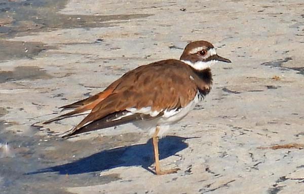 Killdeer - ML642703534