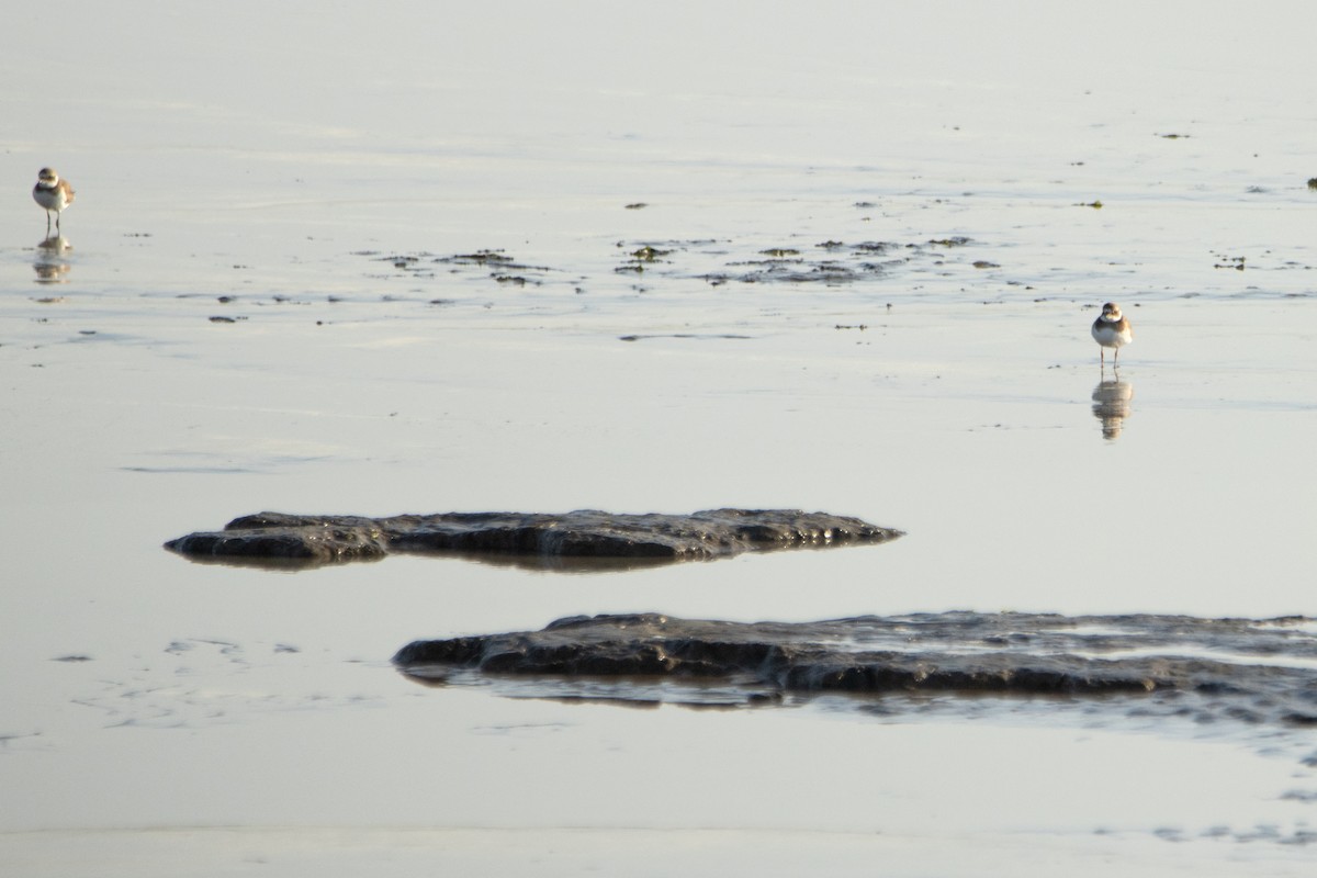 Common Ringed Plover - ML642703546