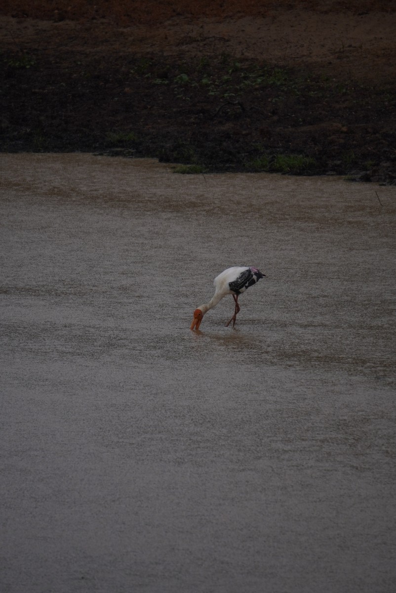 Painted Stork - ML642703553