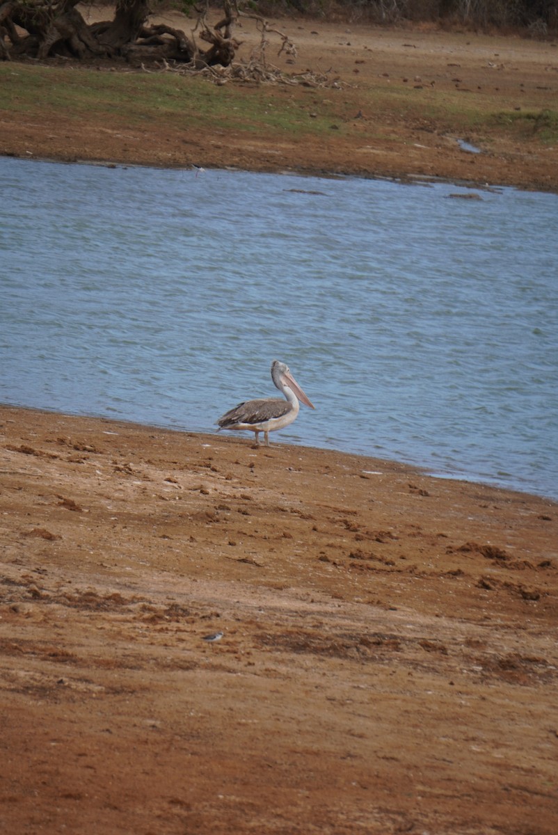 Spot-billed Pelican - ML642703562