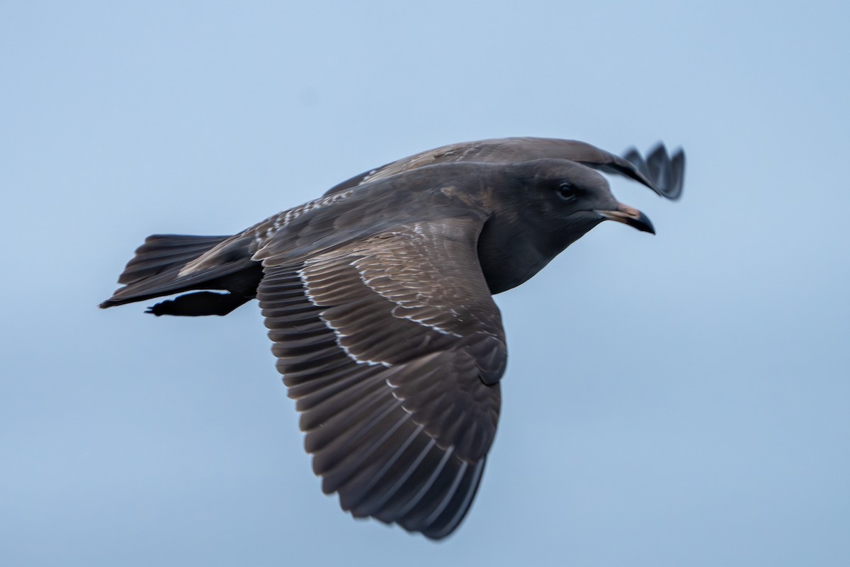 Gaviota Mexicana - ML642703568