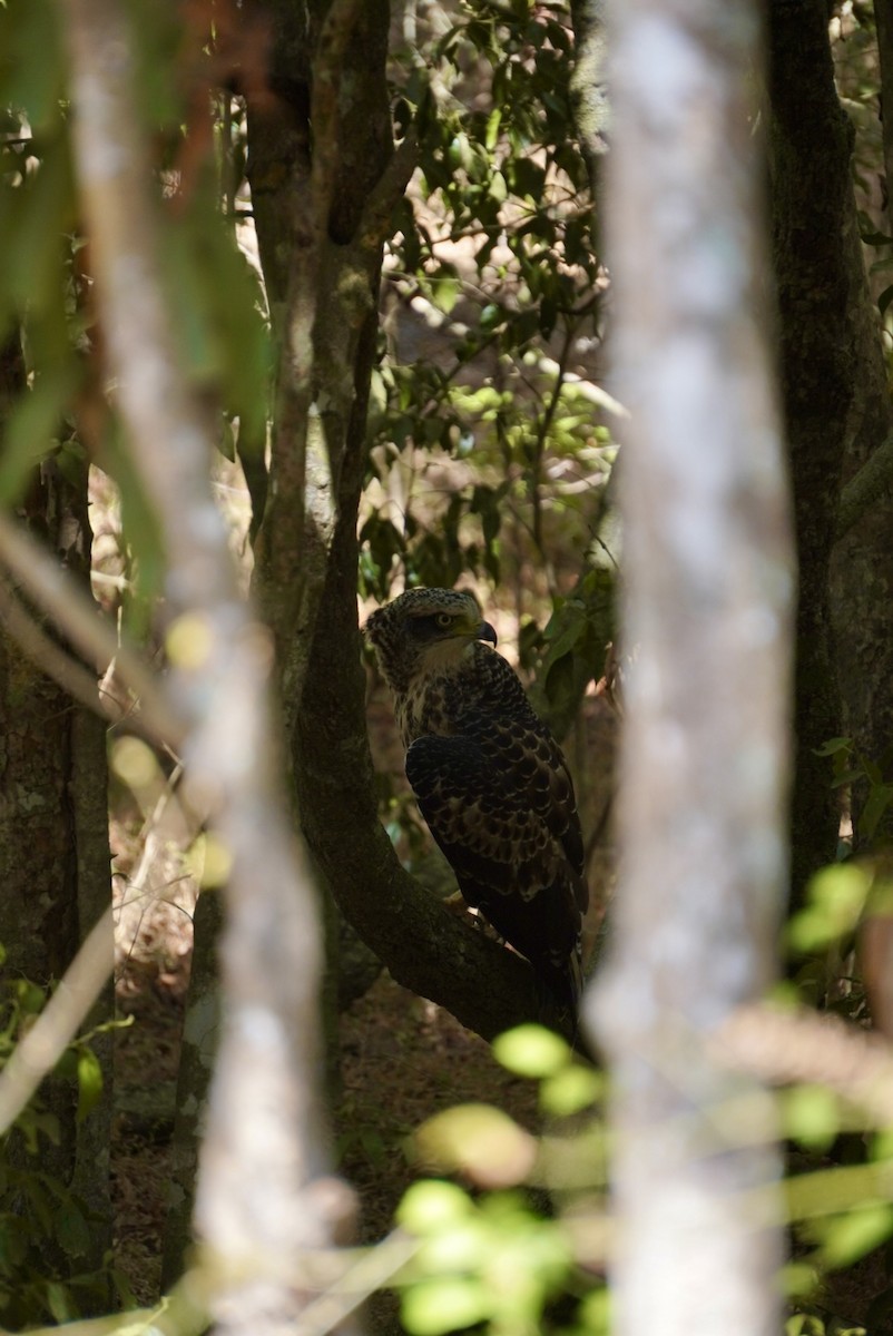 Changeable Hawk-Eagle (Crested) - ML642703573