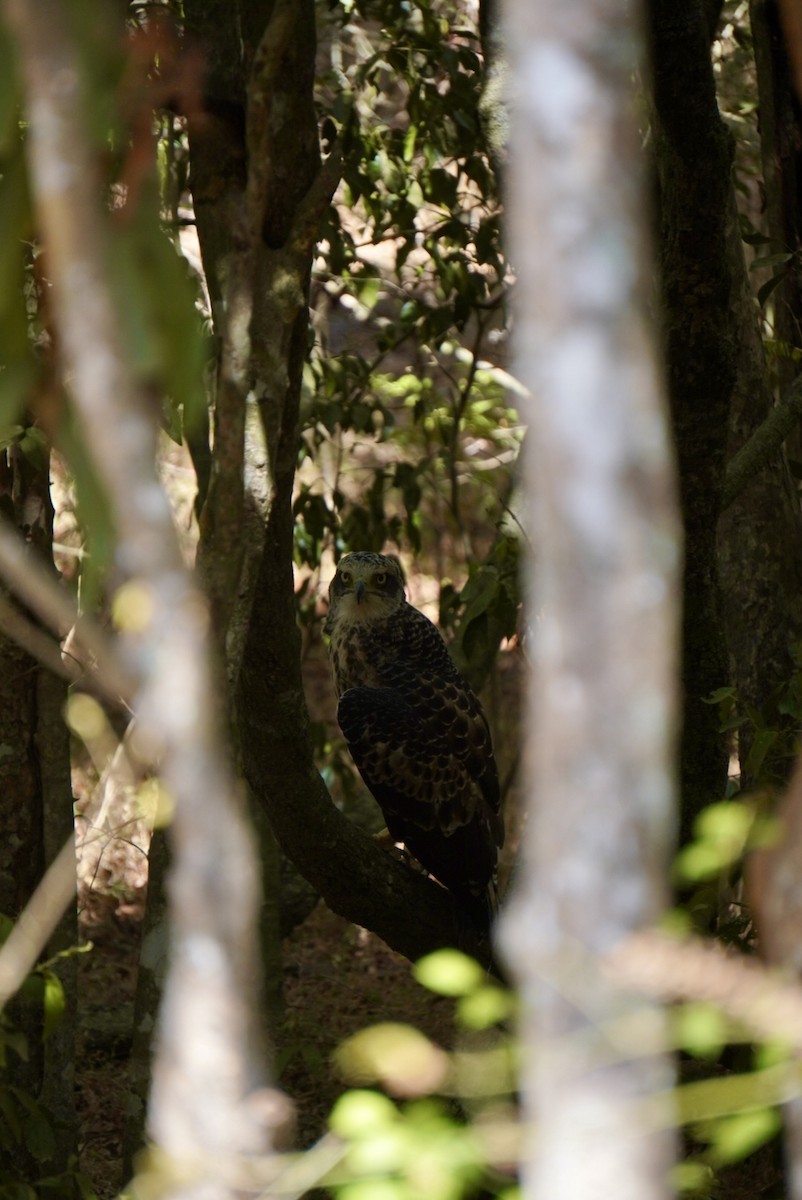 Changeable Hawk-Eagle (Crested) - ML642703574