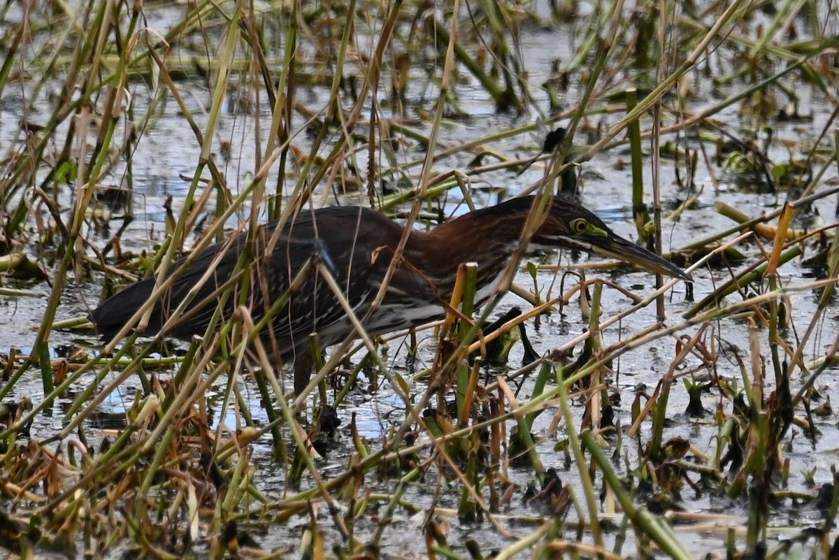 Green Heron - ML642703577
