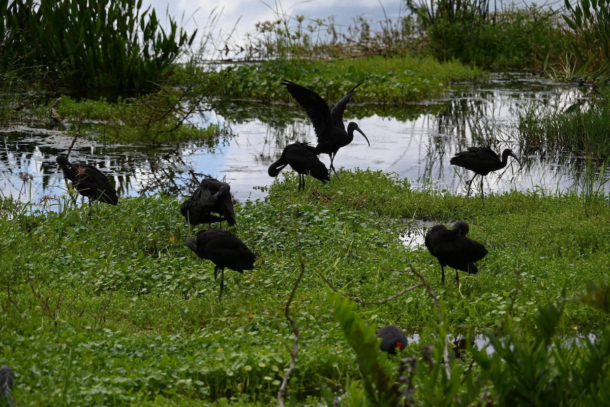 Glossy Ibis - ML642703586