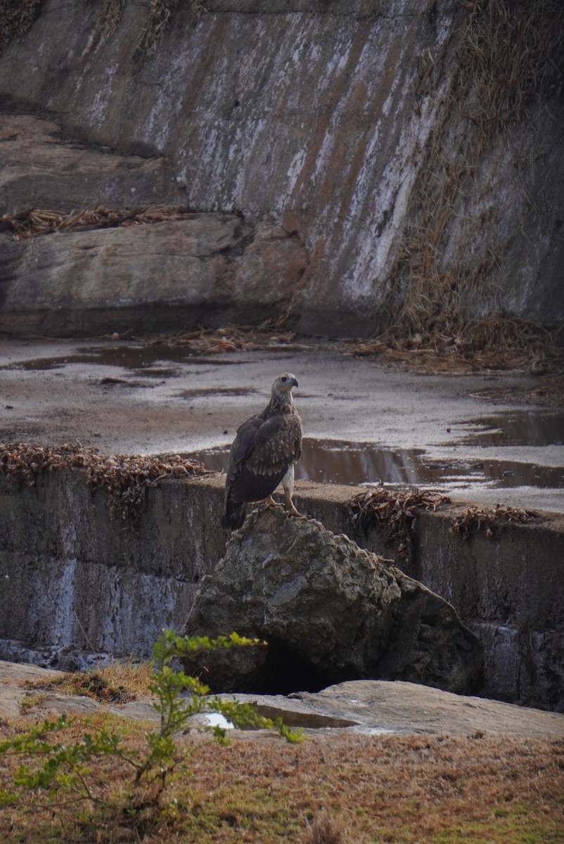 Gray-headed Fish-Eagle - ML642703588